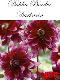 Image result for Dahlia Darkarin`