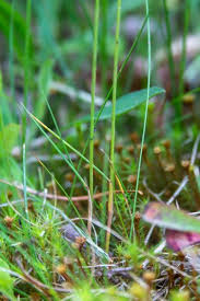 Attēlu rezultāti vaicājumam “Festuca rubra subsp. rubra fruit”