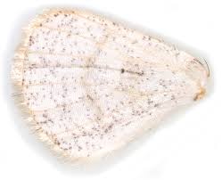 Attēlu rezultāti vaicājumam “Cabera exanthemata male”