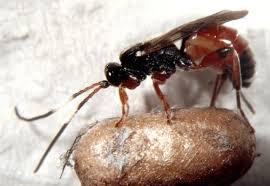 Attēlu rezultāti vaicājumam “Diprion pini female”