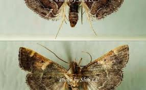 Attēlu rezultāti vaicājumam “Pyralis regalis”