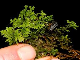 Attēlu rezultāti vaicājumam “Riccardia multifida”