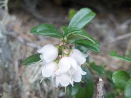 Attēlu rezultāti vaicājumam “Vaccinium vitis-idaea flower”