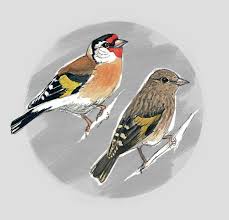 Attēlu rezultāti vaicājumam “Carduelis carduelis”