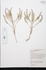 Attēlu rezultāti vaicājumam “Lepidium densiflorum flower”
