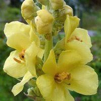 Attēlu rezultāti vaicājumam “Verbascum densiflorum bud”