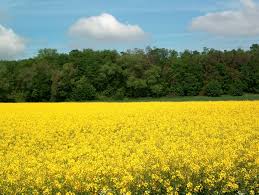 Raps - Wald - Himmel - Bild \u0026amp; Foto von Johann Esch aus Äcker ...