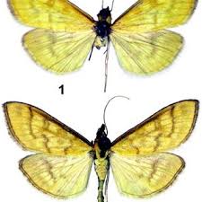 Attēlu rezultāti vaicājumam “Mecyna flavalis”