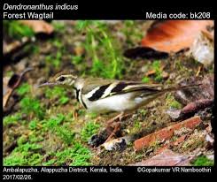 Attēlu rezultāti vaicājumam “Motacillidae”