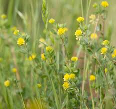 Attēlu rezultāti vaicājumam “Trifolium dubium”