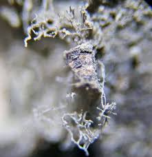 Attēlu rezultāti vaicājumam “Lycogala paraconfusum macro”