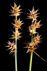 Attēlu rezultāti vaicājumam “Carex spicata”