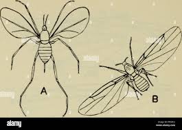 Attēlu rezultāti vaicājumam “Lasioptera rubi”