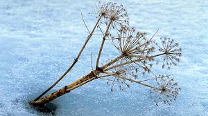 Attēlu rezultāti vaicājumam “Angelica archangelica fruit”