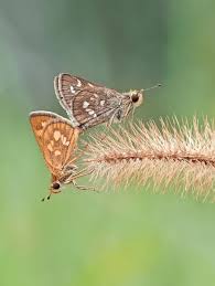 Attēlu rezultāti vaicājumam “Agrodiaetus amandus male”