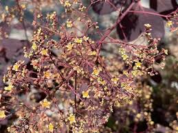 Attēlu rezultāti vaicājumam “Cotinus coggygria flower”