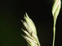 Attēlu rezultāti vaicājumam “Dactylis polygama”