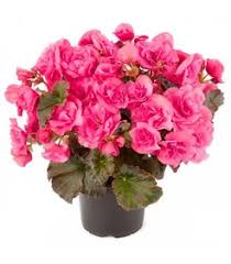 Image result for Бегония Элатиор 12х22 4601887072423