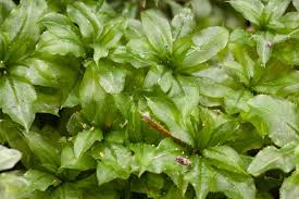 Attēlu rezultāti vaicājumam “Cephalozia lunulifolia”