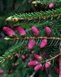 Attēlu rezultāti vaicājumam “Picea orientalis”