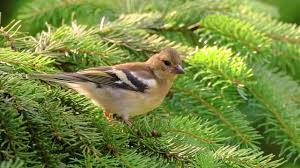 Attēlu rezultāti vaicājumam “Fringilla coelebs female”