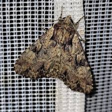 Attēlu rezultāti vaicājumam “Apamea epomidion”