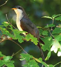 Image result for Coccyzus americanus