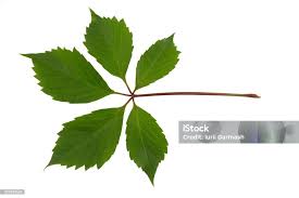 Attēlu rezultāti vaicājumam “Parthenocissus quinquefolia leaf”