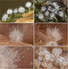 Attēlu rezultāti vaicājumam “Cribraria microcarpa spores”