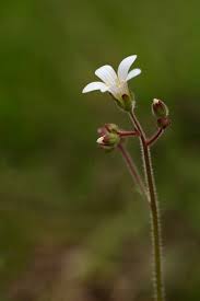 Attēlu rezultāti vaicājumam “Saxifraga granulata flower”