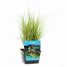 Attēlu rezultāti vaicājumam “Eriophorum angustifolium fruit”