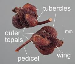 Attēlu rezultāti vaicājumam “Rumex aquaticus fruit”