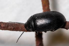 Attēlu rezultāti vaicājumam “Prionychus ater”