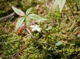 Attēlu rezultāti vaicājumam “Moneses uniflora bud”