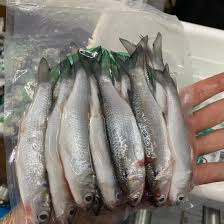 Image result for Chanos chanos