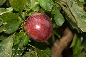 Attēlu rezultāti vaicājumam “Rosa subcanina fruit”