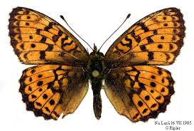 Attēlu rezultāti vaicājumam “Brenthis ino”