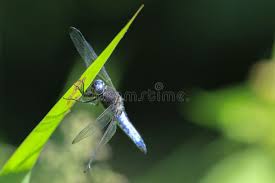 Attēlu rezultāti vaicājumam “Libellula fulva male”