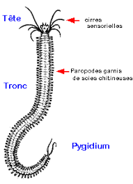 Attēlu rezultāti vaicājumam “Annelides”