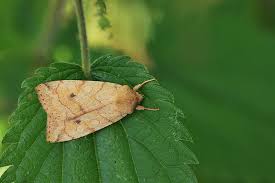 Attēlu rezultāti vaicājumam “Enargia paleacea”