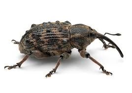 Attēlu rezultāti vaicājumam “Curculionidae”