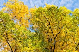 Attēlu rezultāti vaicājumam “Carya”