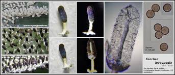 Attēlu rezultāti vaicājumam “Diachea leucopodia spores”