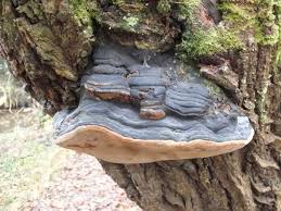 Attēlu rezultāti vaicājumam “Phellinus”