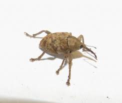 Attēlu rezultāti vaicājumam “Curculio venosus”