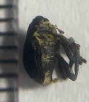 Attēlu rezultāti vaicājumam “Mononychus punctumalbum”