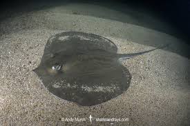 Image result for Glaucostegus cemiculus