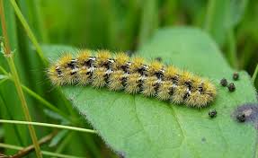 Attēlu rezultāti vaicājumam “Rhyparia purpurata”