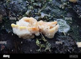 Attēlu rezultāti vaicājumam “Antrodiella serpula”