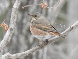 Image result for Turdus naumanni